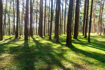 Obraz premium pine trunk in the forest and green grass
