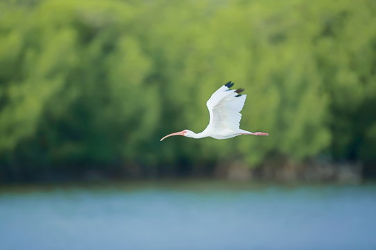 Roseate spoonbill (Ajaia ajaja) in flight, Sanibel Island, J. N. Ding Darling National Wildlife Refuge, Florida