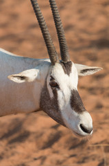 Oryx in the desert during early morning hours. Dubai, UAE.
