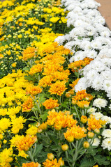 Obraz premium colorful flowers group background