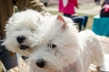 Dog West Highland White Terrie