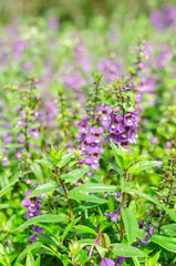 Waew Wichian Flower or Thai forget me not in garden,beauty purple flora with green leaves
