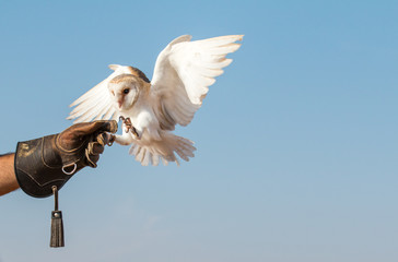 Portrait of a young female barn owl during a falconry training in Dubai, UAE. - obrazy, fototapety, plakaty
