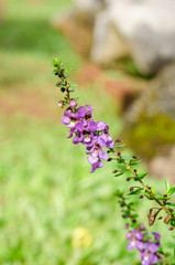 Waew Wichian Flower or Thai forget me not in garden,beauty purple flora with green leaves