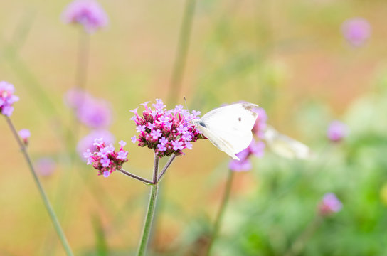 Butterfly with purple verbena flower in outdoor garden