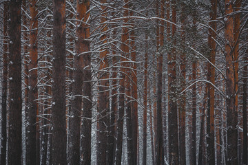 Winter landscape. In the winter pine forest. Real winter