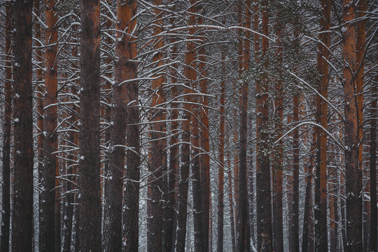 Fototapeta Winter landscape. In the winter pine forest. Real winter