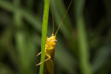 Grasshopper on nature leaves as background
