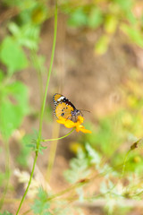 Butterfly and Cosmos Flower