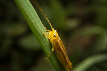 Grasshopper on nature leaves as background