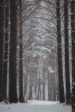 Fototapeta Snow covered pine trees in the winter forest with the road.