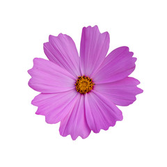 cosmos flower isolate on white background