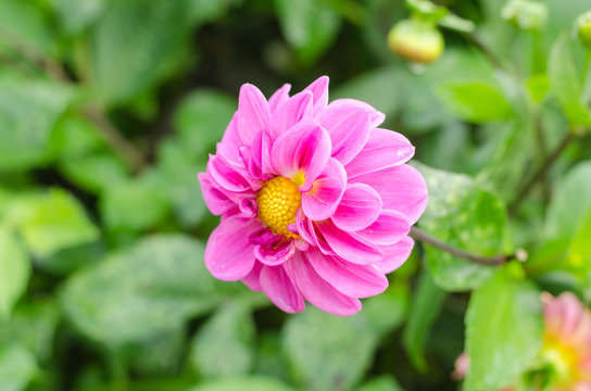 Beautiful dahlia flower with green leaves in the garden