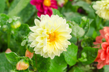 Beautiful dahlia flower with green leaves in the garden