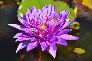 Purple water lilly blooming in morning sunlight