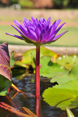 Purple water lilly blooming in morning sunlight