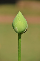 Fresh lotus bud for worship