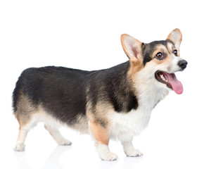 Pembroke Welsh Corgi dog standing in side view. isolated on white