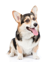 Pembroke Welsh Corgi sitting in front view. isolated on white 