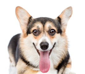 Pembroke Welsh Corgi dog looking at camera. isolated on white 