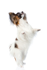 Papillon puppy standing on hind legs. isolated on white background