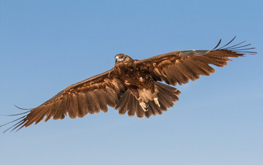 Portrait of a great spotted eagle. Dubai, UAE.