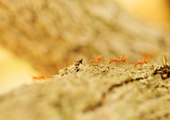 red ant