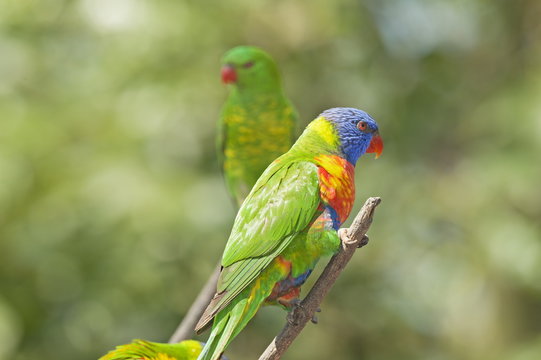 Australian lorikeet, Lone Pine Koala Sanctuary, Brisbane, Queensland