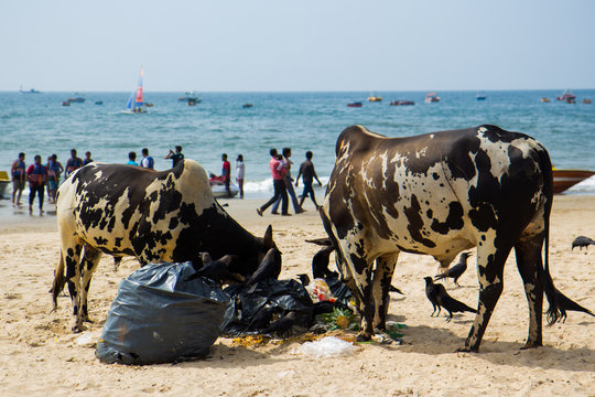 typical beach landscape of India with a cow and debris