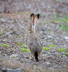 Black-tailed Jackrabbit - Lepus californicus, rear view. Camouflaged Black-tailed Jackrabbit in alert. Shoreline Park, Santa Clara County, California, USA.