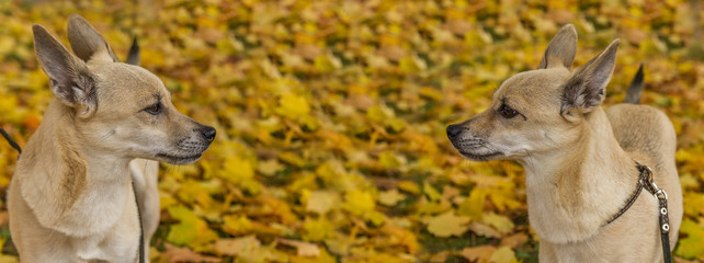 dog on a background of yellow leaves 