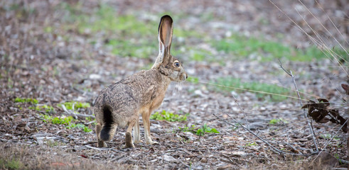 Fototapeta premium Black-tailed Jackrabbit - Lepus californicus, side view. Camouflaged Black-tailed Jackrabbit in alert. Shoreline Park, Santa Clara County, California, USA.