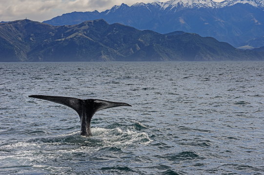 Fluke of Sperm whale diving, Kaikoura, South Island, New Zealand