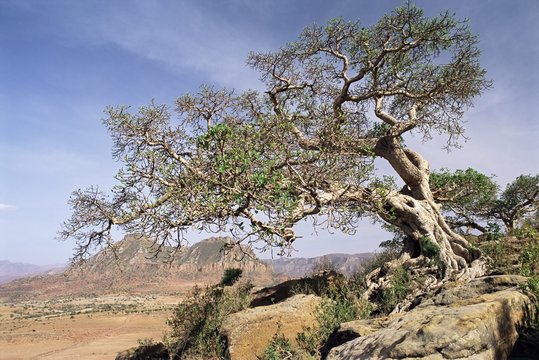 On the flank of Mount Workamba, Tambien region, Tigre Province, Ethiopia