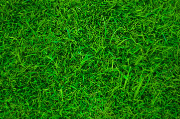 Green Grass Field