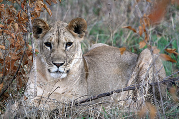 Lion - Africa