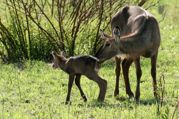 Newborn Impala -  Tanzania, Africa