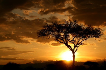Obraz na płótnie Canvas African Sunset. Tanzania, Africa