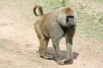 Baboon -  Tanzania, Africa