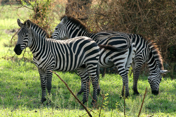 Zebra - Tarangire National Park. Tanzania, Africa