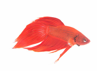 Fototapeta premium Tail fighting fish in Mirror Cupboard