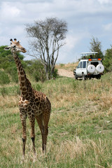 Giraffe - Tarangire National Park. Tanzania, Africa