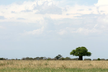 Safari Landscape. Tanzania, Africa