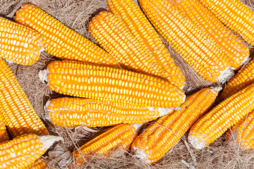 Dried yellow Corn,Many mature corn for animal