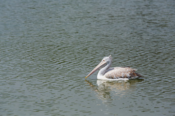 Pelican in lake