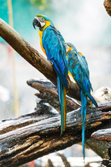 Macaw parrot in garden