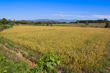 Fototapeta na wymiar Rice field and blue sky background