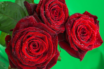 Rose beauty