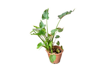 Ornamental trees in pot isolated on white background