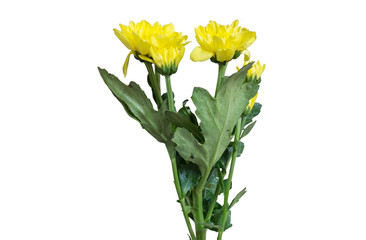 Beautiful yellow Chrysanthemum morifolium Ramat isolated on whit